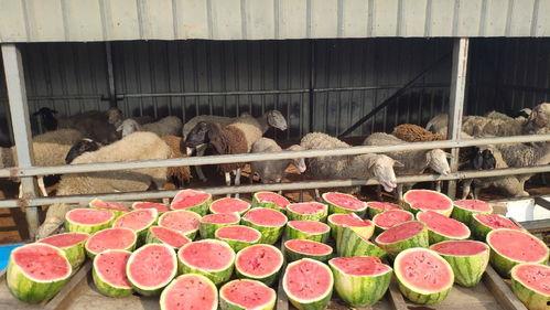 什么瓜适合喂羊吃呢,适合喂羊吃的瓜类盘点