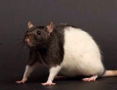 花枝鼠可以吃瓜