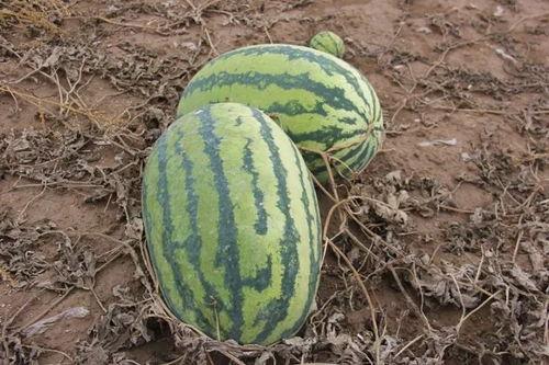 金利镇吃瓜,瓜香四溢，品味生活新风尚