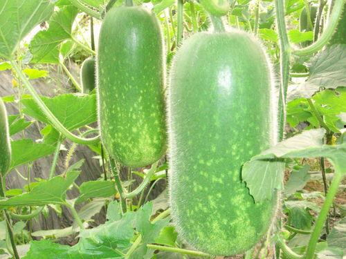 全闯吃瓜那段,揭秘背后真相与网络舆论风暴