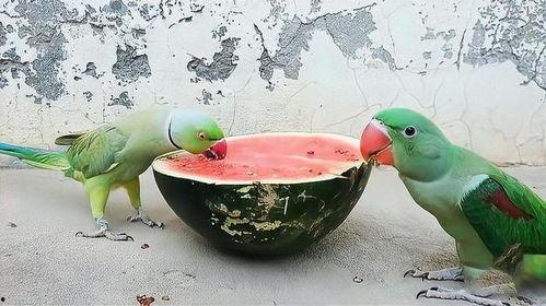 鹦鹉可以吃瓜么