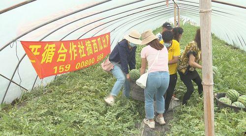 湄潭吃瓜群众,吃瓜群众的欢乐盛宴