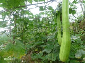 砍瓜怎么吃图,从传统到创新的美味之旅