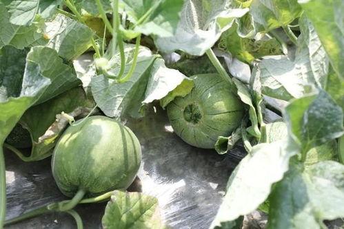 这个季节的瓜怎么吃,时令瓜类的多彩食法