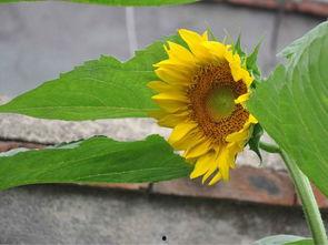 向日葵吃瓜图片,一场视觉盛宴