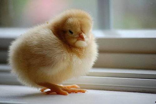 小鸡可以吃瓜马,小鸡与瓜马的奇妙食趣之旅