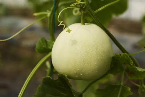 吃瓜利世,一场关于瓜果的美食盛宴