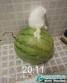 绿泡泡每天吃瓜