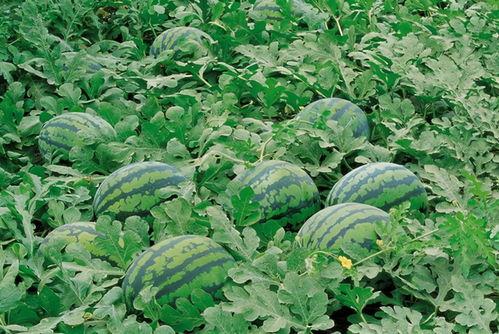 大丽花的瓜怎么吃,大丽花瓜的多样食法探索