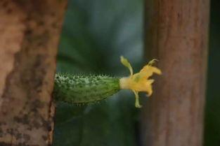 烟花吃瓜后续,一场别开生面的后续大戏